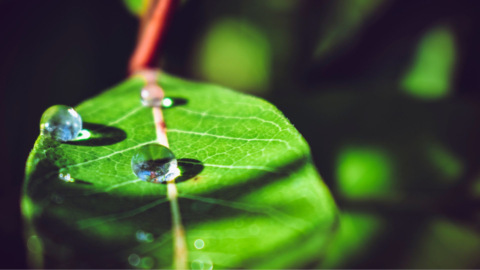 Zestaw 65 esencji Ararêtama